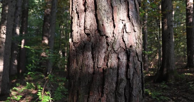 Sunny pine tree trunk closeup. Vertical panoramic scene from up to down. 