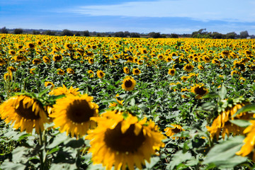Fototapeta premium field of sunflowers