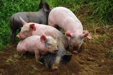 Port&eacute;e de cinq porcelets