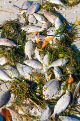 Dead fish from "Red Tide" washed up on the shore of Boca Ciega Bay near St. Pete Beach, Florida.