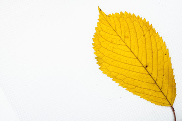 Autumn chestnut leaf (Aesculus hippocastanum) with yellow color isolated on white background.