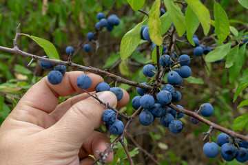 picking wild berries. Prunus spinosa, called blackthorn or slow.