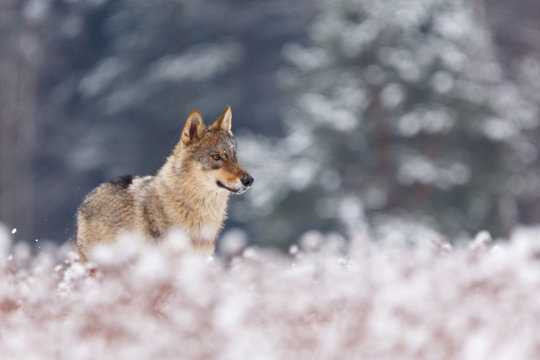 Wolf im Winter