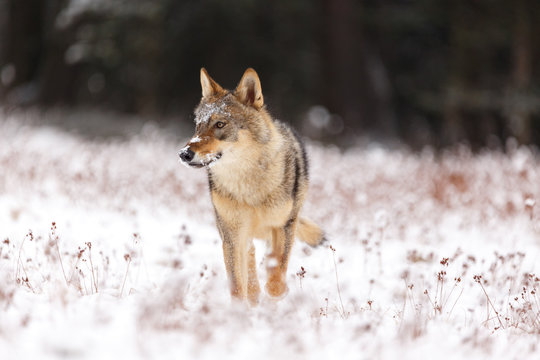 Wolf im Winter