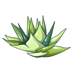 Aloe vera plant icon. Cartoon of aloe vera plant vector icon for web design isolated on white background