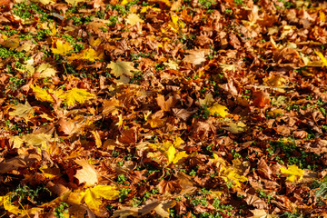 Background of the autumn maple leaves