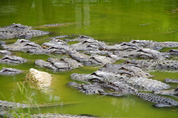 Crocodiles dans un lac verdoyant