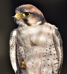 Lanner Falcon (Falco biarmicus) on a black background