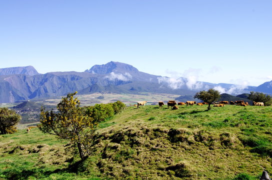 La plaine des cafres (&icirc;le de la R&eacute;union)