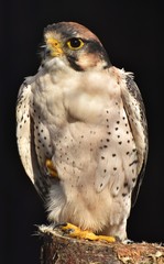 Lanner Falcon (Falco biarmicus) on a black background