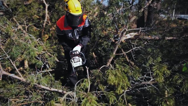 a man in overalls sawing off branches near a tree lying on the ground