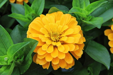 A color image of a yellow chrysanthemum in full bloom with green leaves in the background.