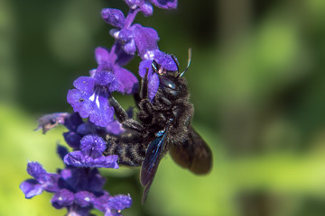 The wood bees (Xylocopa) are a genus of the family of the real bees (Apidae) within the bees. Concept: animals or insects