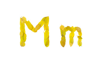 letter M m, small and large, of small yellow leaves, on a white background, isolates	  