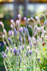 Lavanda Luminosa con Bokeh de Fondo - Luminous Lavender with Bokeh Background