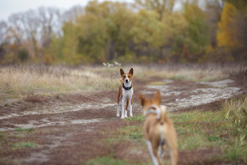 Basenji dog walking in the park. Sunny autumn day