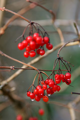 Morning dew on winter hedgerow red berries