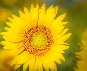 Obraz premium sunflower on black background