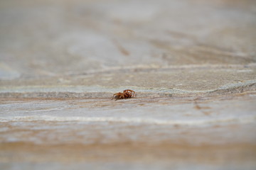 Spider on a rock