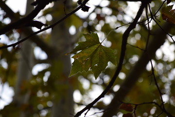 Foglia d'autunno