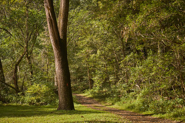 Obraz premium The Conestoga Trail, a dirt path, in Lancaster Central Park, Amish Country, Lancaster, Pennsylvania, USA