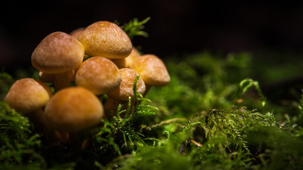 Mushrooms in the Pacific Northwest. A small group of mushrooms sprout out of a log in Seattle, Washington USA.