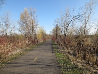 Tree-lined path