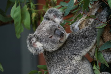 koala in a tree
