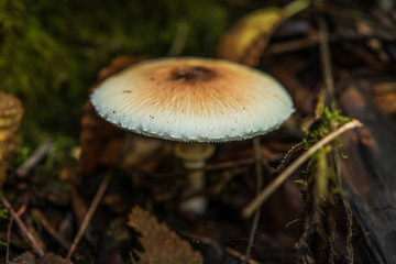 Mushrooms in the Pacific Northwest. A large mushroom grows out of the forest floor in Seattle, Washington USA.