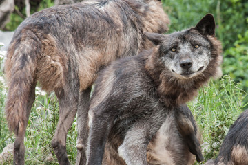 Fototapeta premium Mit einem Wolf Auge in Auge