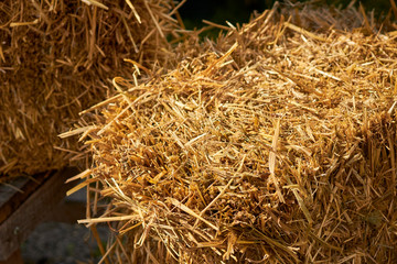 Rectangular bales of hay on a farm in Amish Country, Lititz, Lancaster County, Pennsylvania, USA