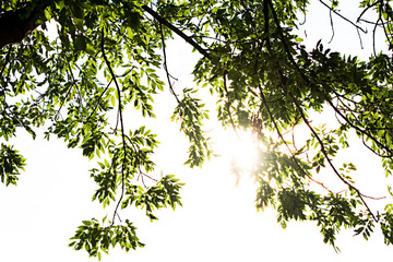 Background with sunlight and green branches of a tree
