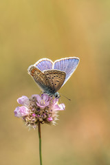 The blue-bellied (Lycaenidae) are a family of butterflies. Many males of European species have blue-colored wing tops. Concept: butterflies and insects