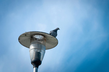 Bird