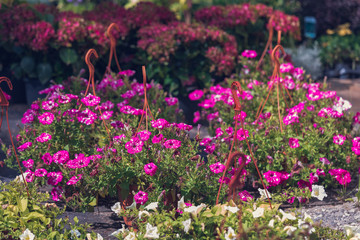 Seedling of the petunia of red color blossoming flowers in pots with a hook for a garden in the garden center