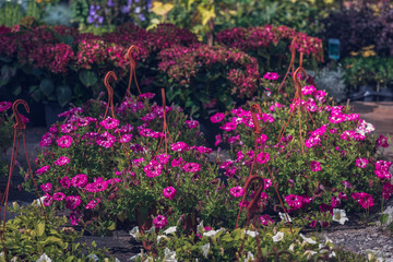 Seedling of the petunia of red color blossoming flowers in pots with a hook for a garden in the garden center