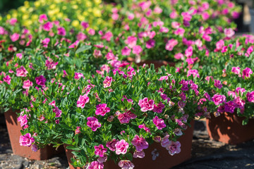 The range Seedling blossoming colors for a garden. Flowers in rectangular pots stand on the earth in the garden center