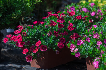 The range Seedling blossoming colors for a garden. Flowers in rectangular pots stand on the earth in the garden center