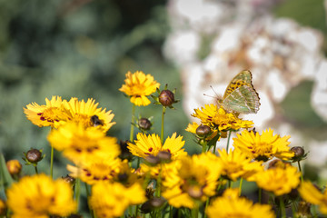 One butterfly collect nectar over the field of the yellow blossoming garden kariopsis
