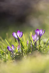 Velours gordijnen Krokusse im Licht © Kerstin