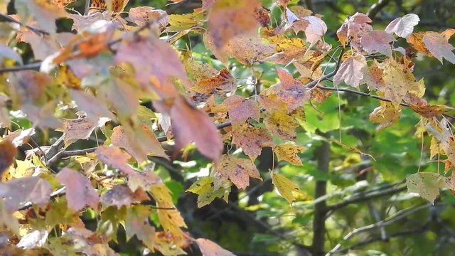 Fall Leaves in Richmond, Va