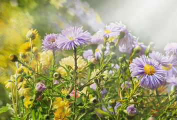 autumn flowers purple and yellow chrysanthemums blurred background