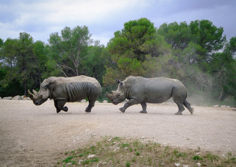 Fototapeta premium Rhinocéros qui courent