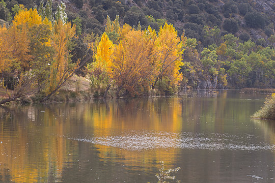 Chopos reflejados en el río