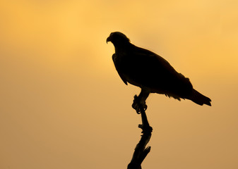 With brave tenacity.....Osprey perched at last light.