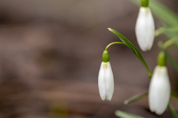 Obraz premium Schneeglöckchen im Grünen