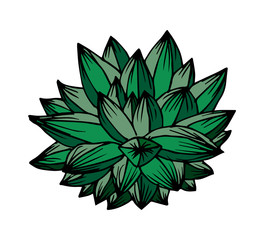 vector illustration of succulent isolated on white background.