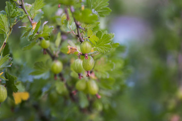 gooseberry, Ribes uva-crispa, Ribes grossularia green unripe berries on a branch.