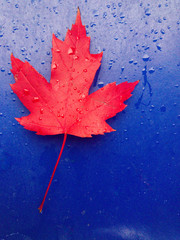 close up of red maple leaf on blue slide with raindrops