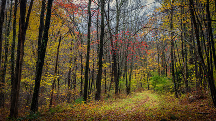 Obraz premium Hiking path through Stokes State Forest in New Jersey on an autumn afternoon